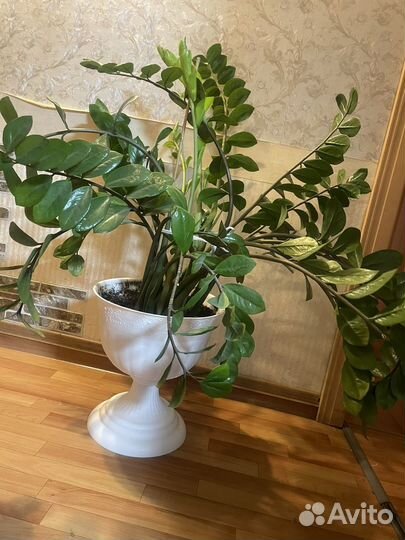 Цветок денежное дерево