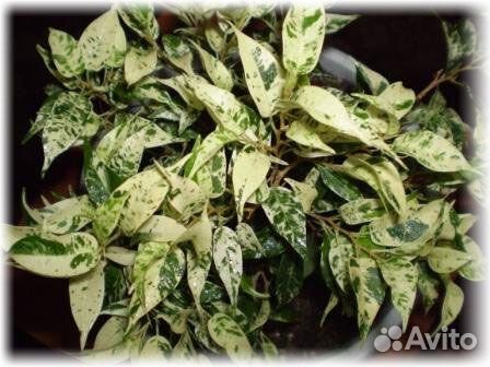 Фикус Сафари (саженцы)