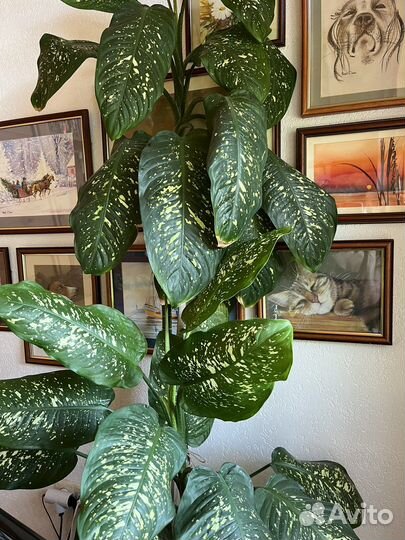 Цветок диффенбахия