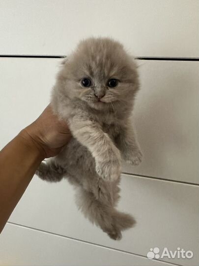 Шотландская вислоухая девочка