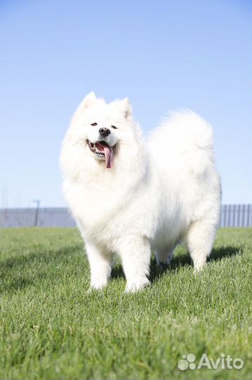 Собака для фотосессии