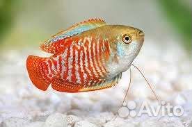 Аквариумные рыбки и все для аквариумистики