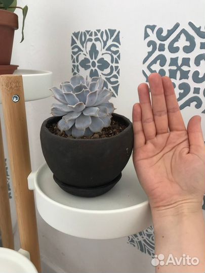 Суккуленты набор Каменные цветы