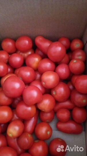 Помидоры домашние