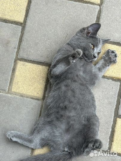 Кошка британка(девочка) в добрые руки