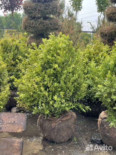 Саженцы самшита 80-100см берем предзаказ