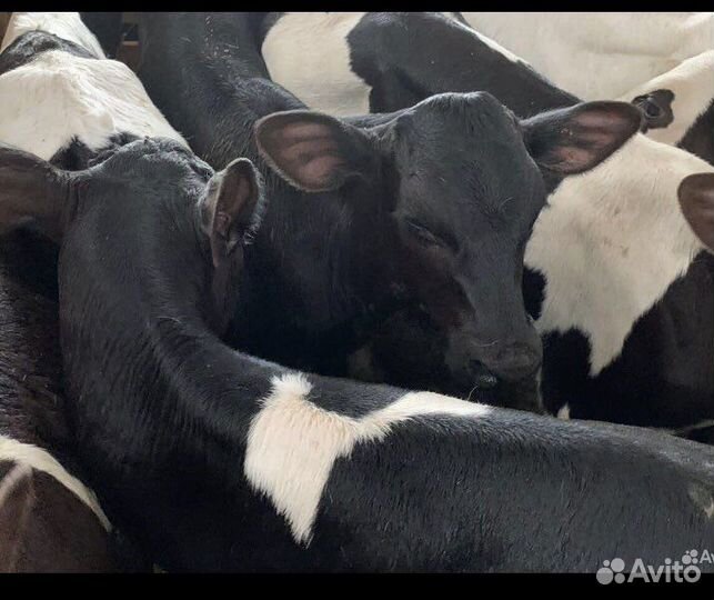 Телята бычки