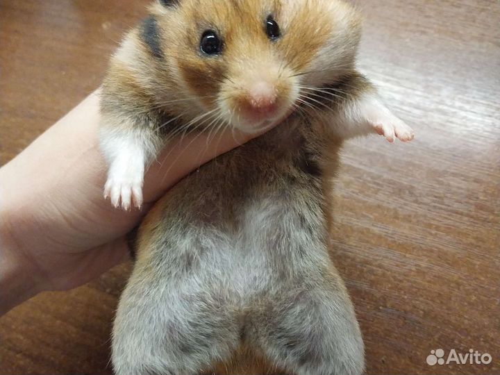 Сирийский хомяк бесплатно