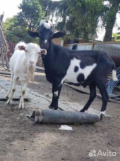 Козел зааненский