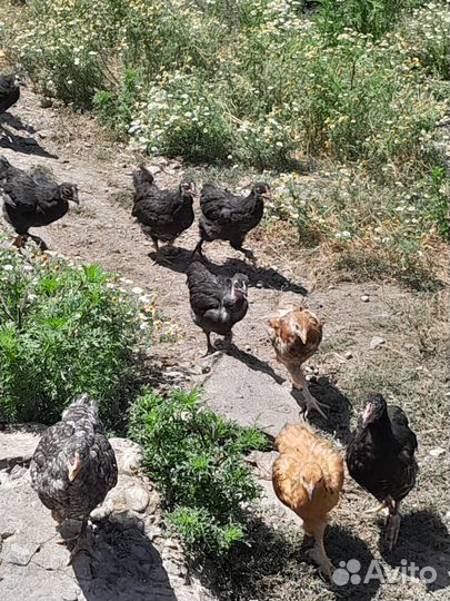Куры помесь брама с несушкой