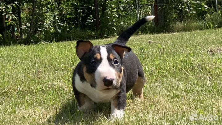 Миниатюрный бультерьер