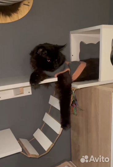 Котят мейн-кун