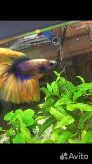 Петушок рыбка