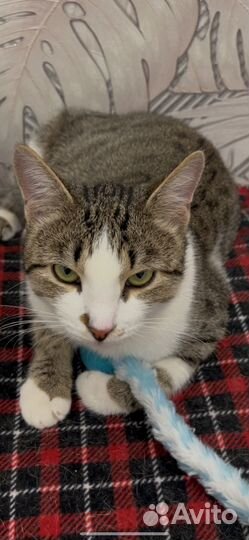 Кошка ищет дом