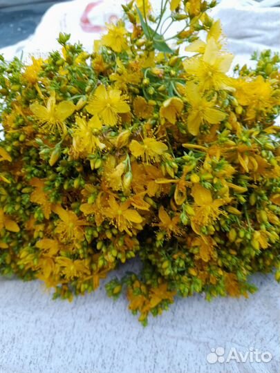 Душица,донник,зверобои,чебрец