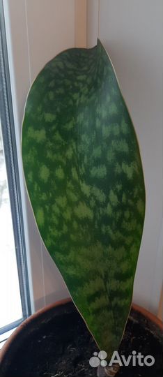 Сансевиерия масониана виктория