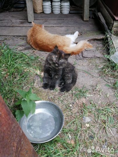 Отдаём котят только в хорошие руки