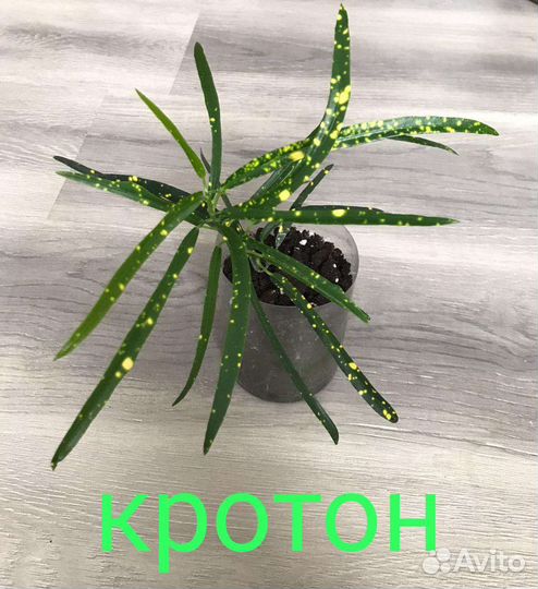 Комнатные цветы