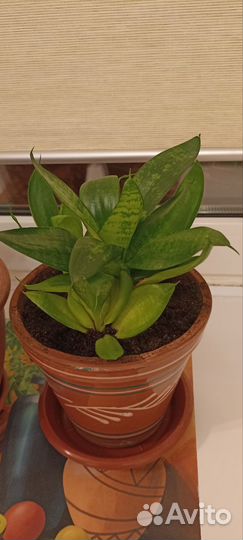 Сансевиерия ханни