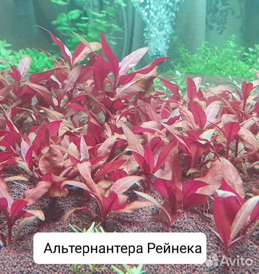 Аквариумные растения