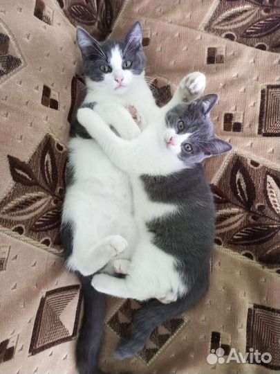 Кошки в добрые руки бесплатно