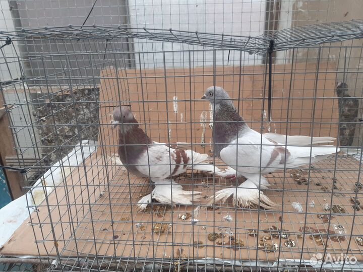 Голубки агараны