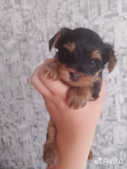 Продам щенков йорка