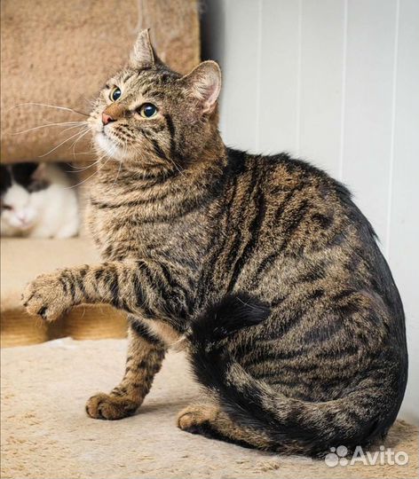 Кошки в добрые руки бесплатно