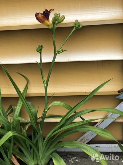 Ирисы сортовые Бургундия