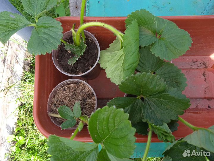 Мирт. Клубника Мурано и Альбион