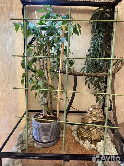 Террариум для рептилий