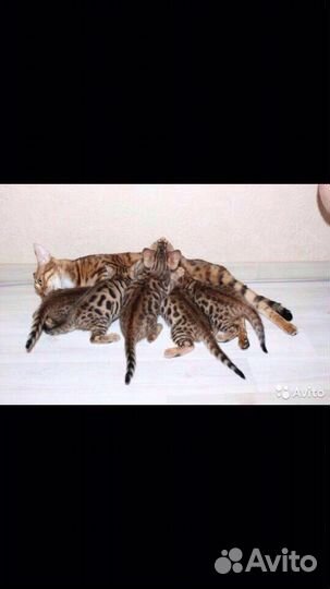 Вязка с бенгальским котом