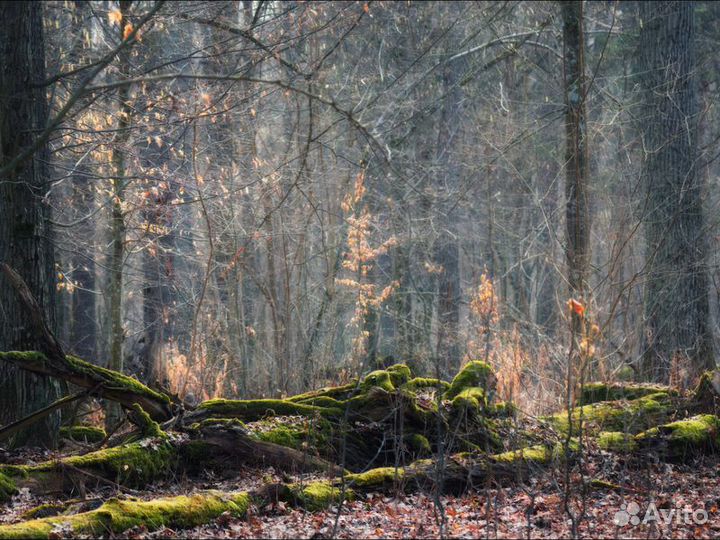 Экскурсия — Брест — Путешествие В Беловежскую Пущу