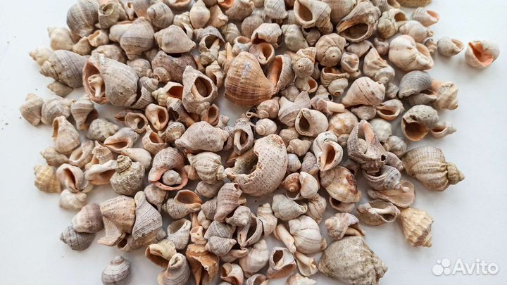 Морские ракушки 1 кг, ракушки рапан, битые