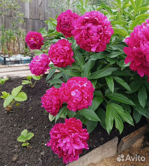 Саженцы Пион