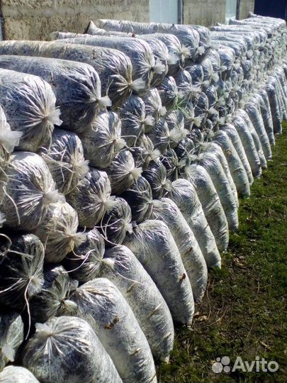 Грибные блоки вешенка