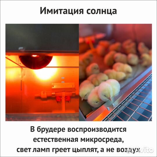 Брудер для цыплят до 25 голов Сомино