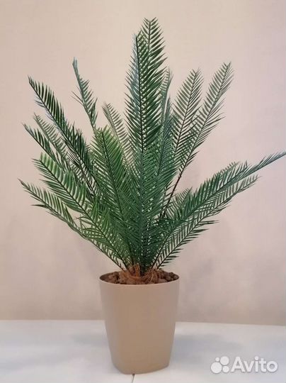 Пальма цикас