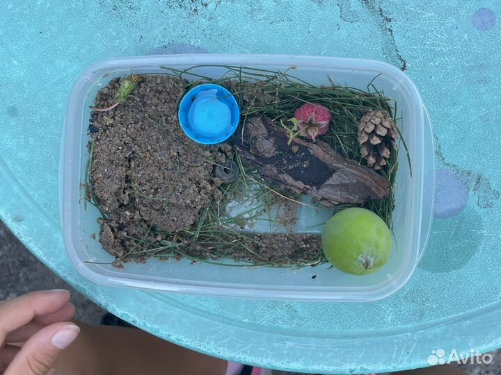 Муравьиная ферма