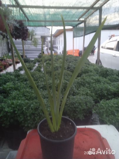 Лен новозеландский