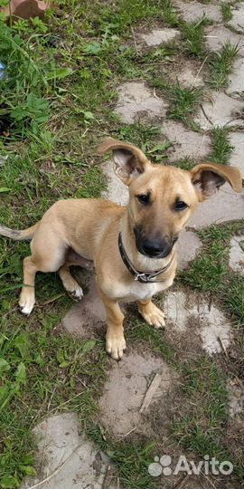 Пес Рыжик в добрые руки