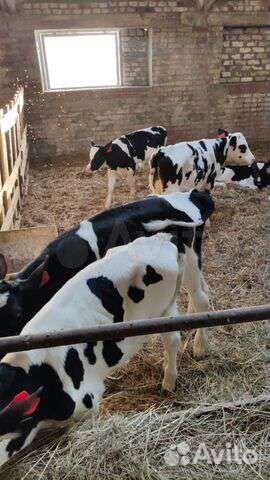 Телята бычки с доставкой