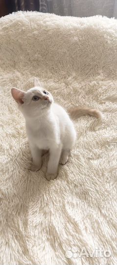 Домашние животные котята