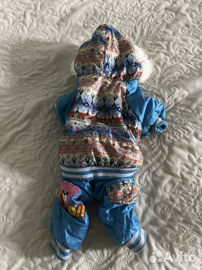 Костюм для мини йорка