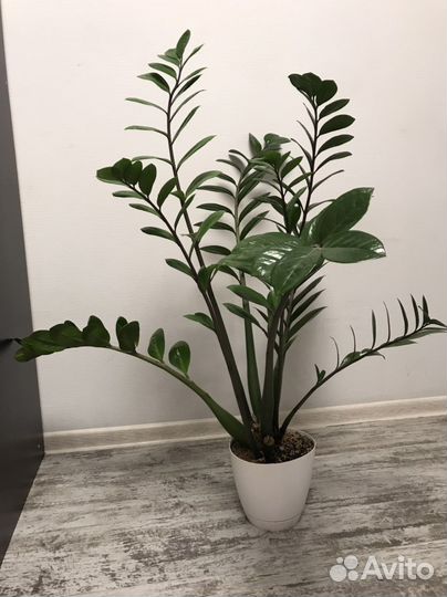 Замиокулькас