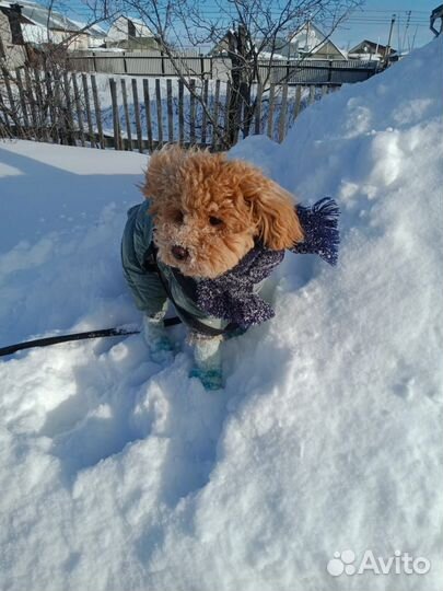 Обувь для собак мелких пород