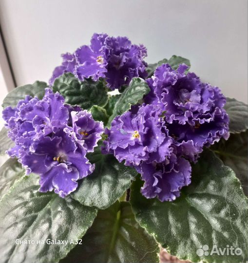 Фиалка ле Лунтик