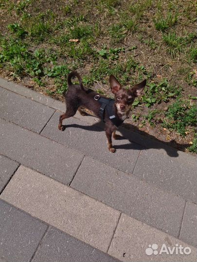 Мини той-терьер щенок