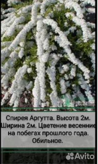 Многолетние кустарники