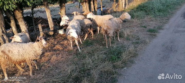 Овцы ягнята
